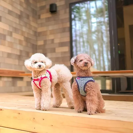 Rakuten Stay Villa Fuji Kawaguchiko Forest 2Ldk With Sauna And Terrace-Pet Friendly- Fujikawaguchiko Exterior photo