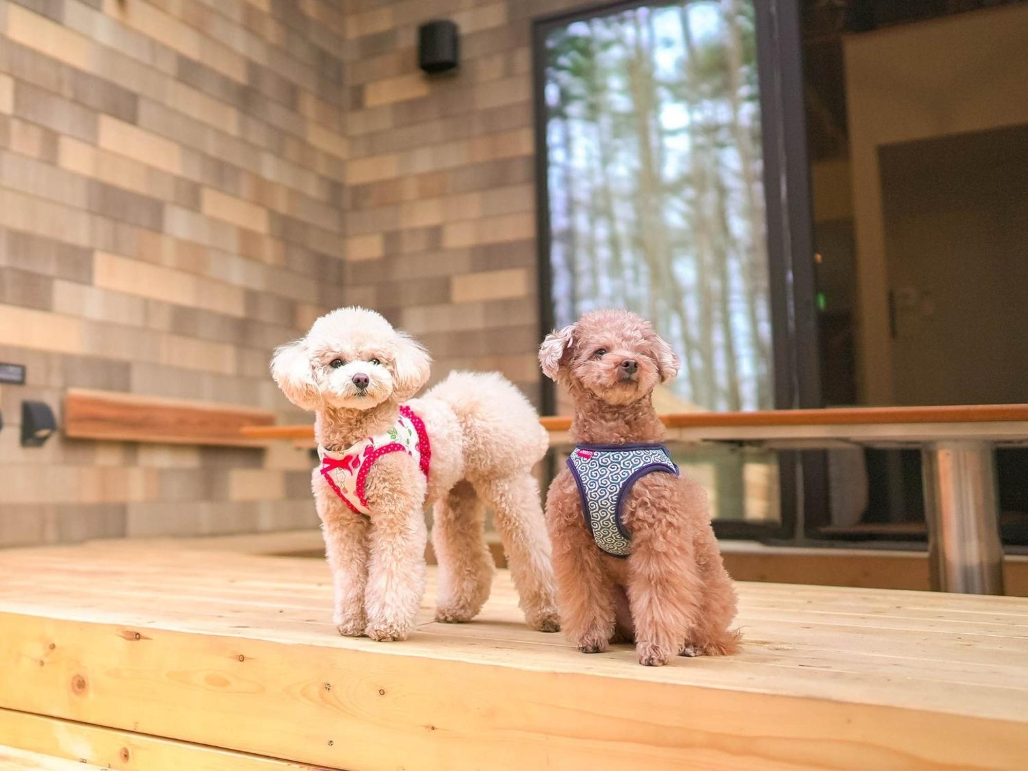 Rakuten Fuji Kawaguchiko Forest 2ldk With Sauna And Terrace-pet Friendly- Fujikawaguchiko