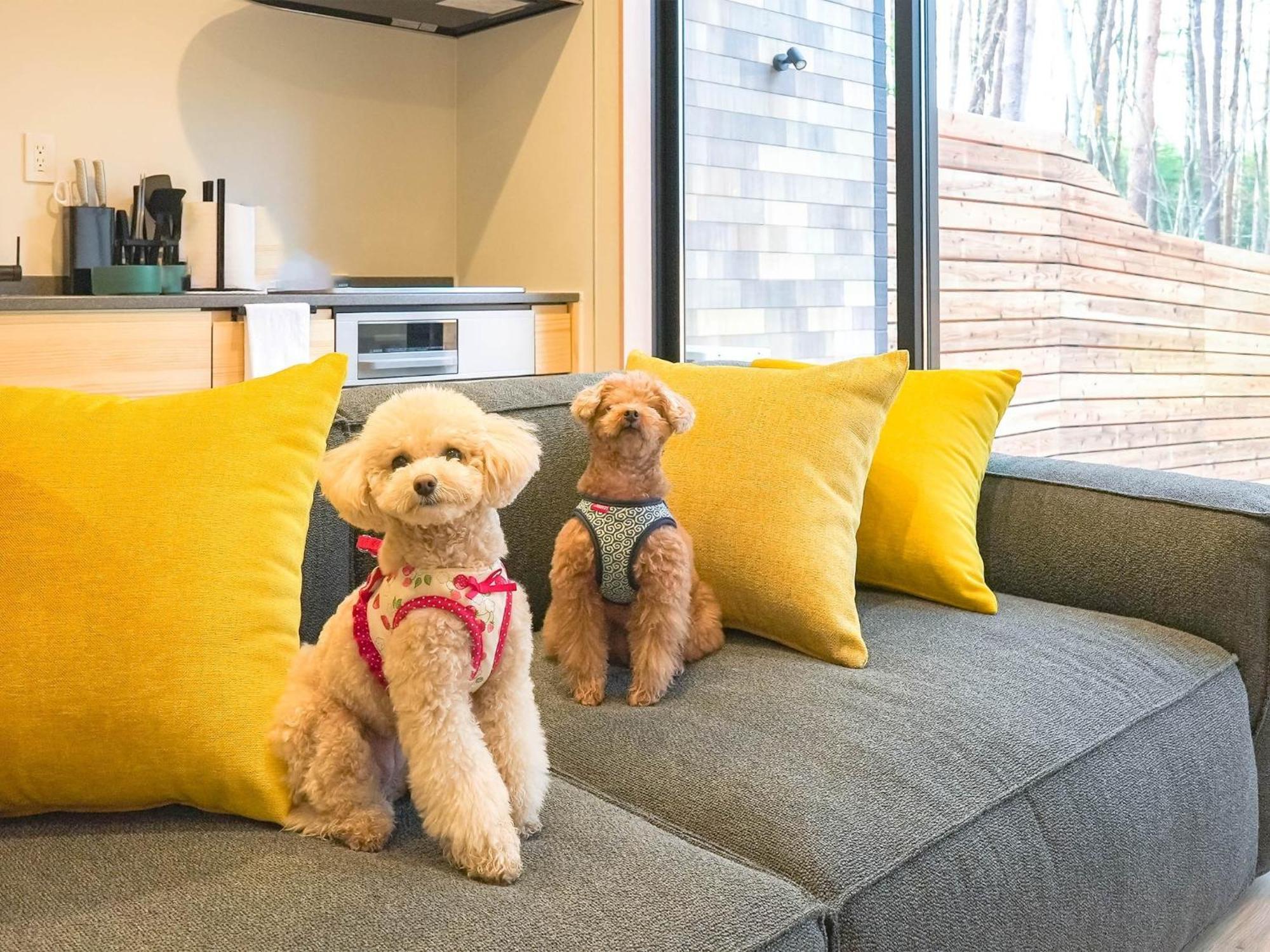 Ferienhaus Rakuten Fuji Kawaguchiko Forest 2ldk With Sauna And Terrace-pet Friendly- Fujikawaguchiko