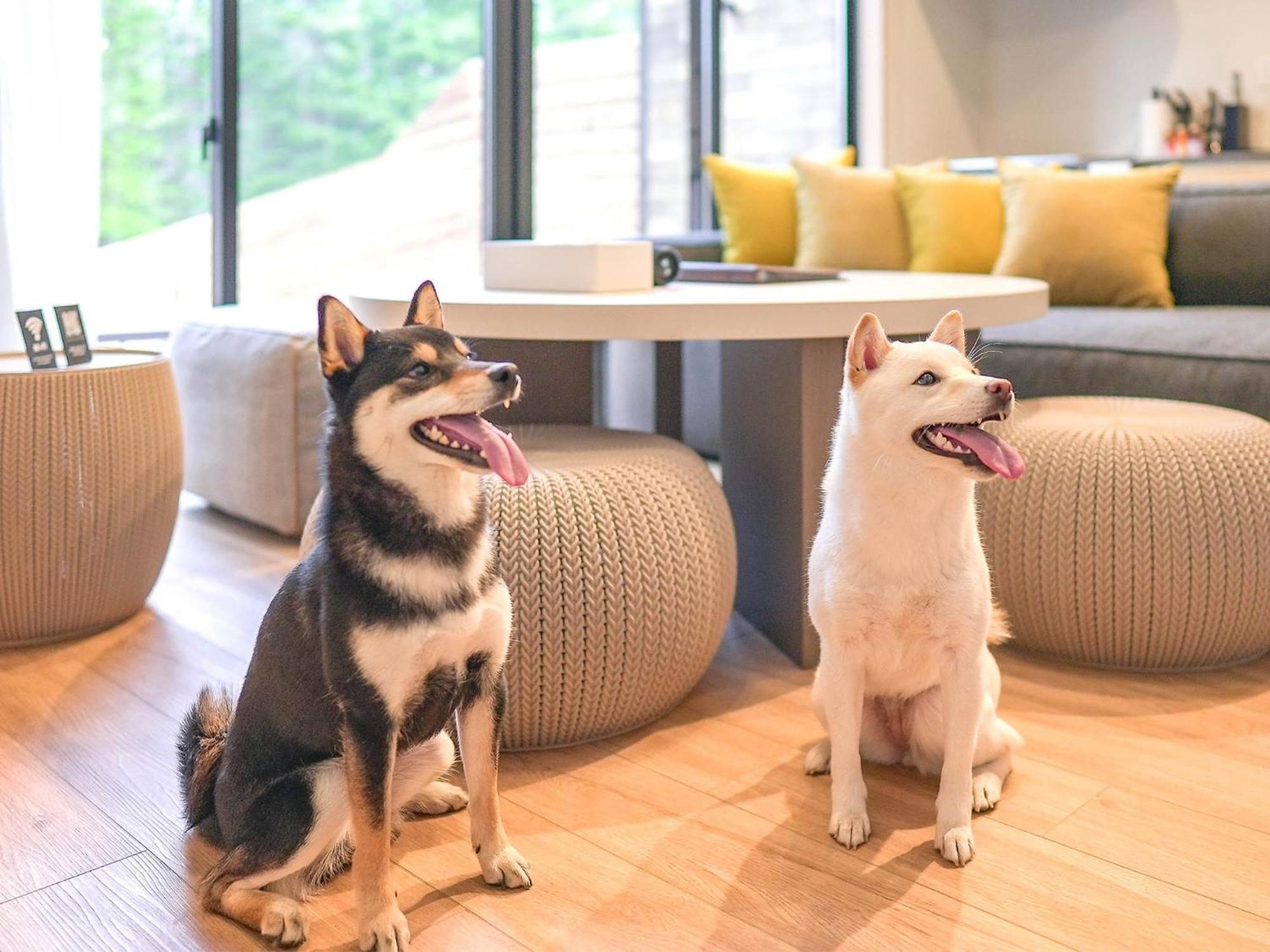 Rakuten Fuji Kawaguchiko Forest 2ldk With Sauna And Terrace-pet Friendly- Ferienhaus